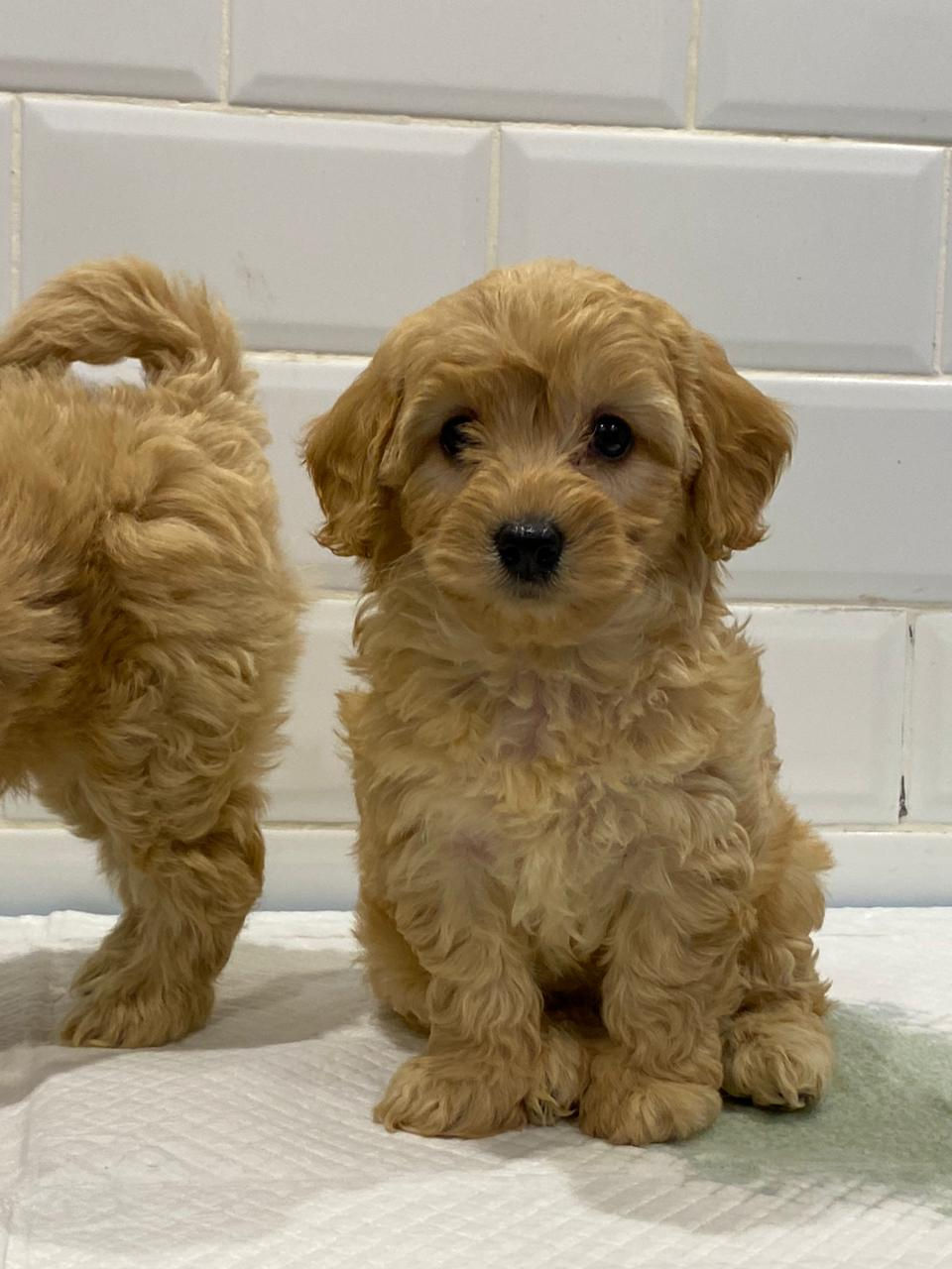 Miniature : Maltipoo puppies  3