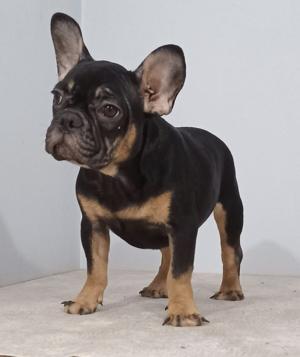Miniature : French bulldog Female Puppies  2