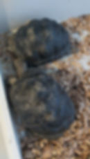 Aldabra turtles