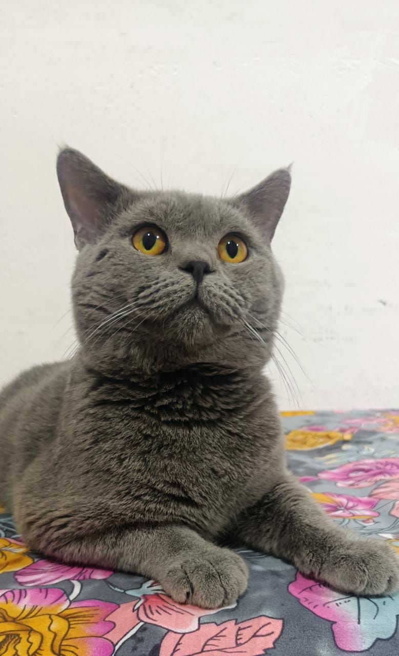 Miniature : British Short Hair Male 2