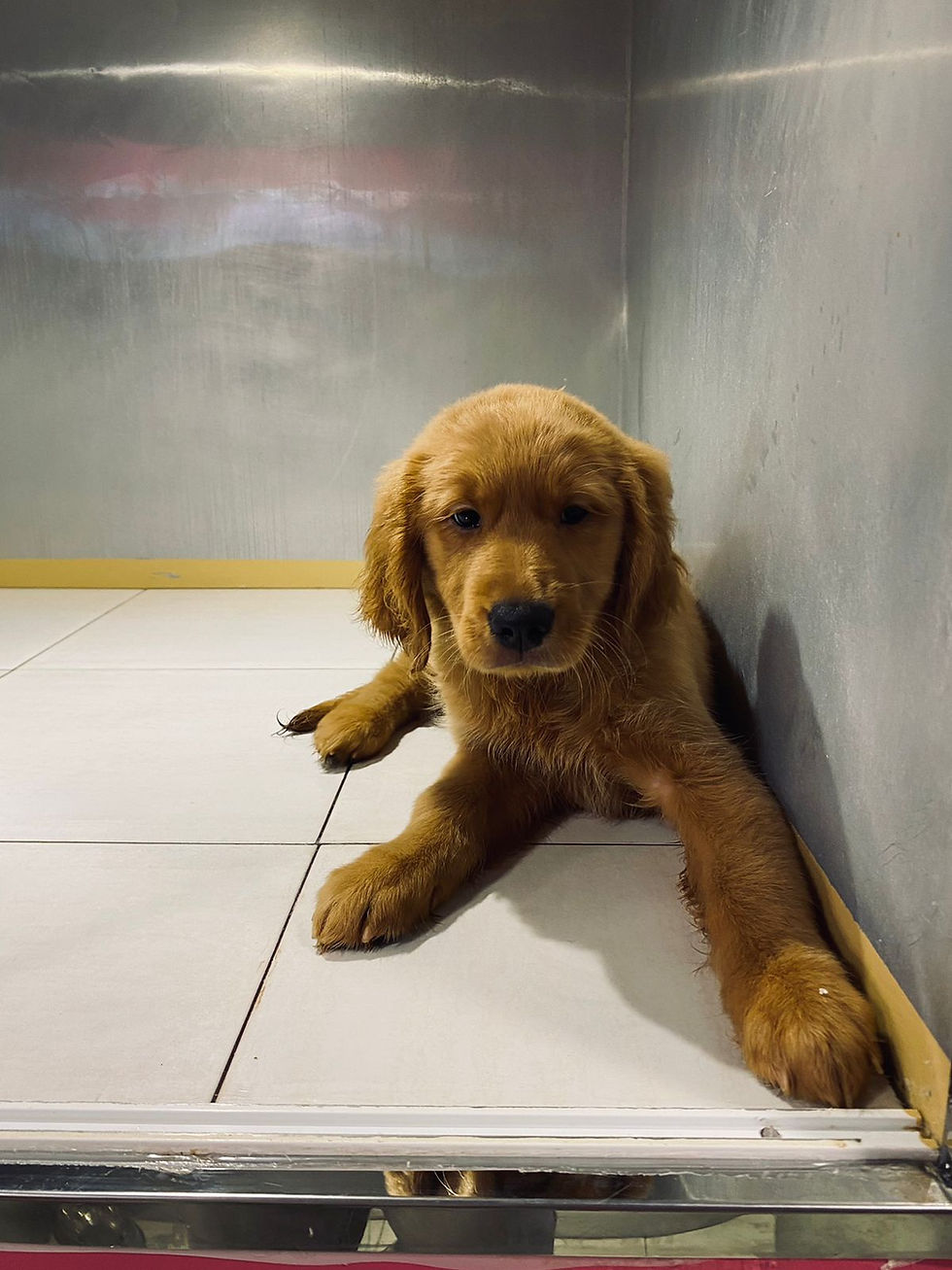 Miniature : Golden Retriever Female  2