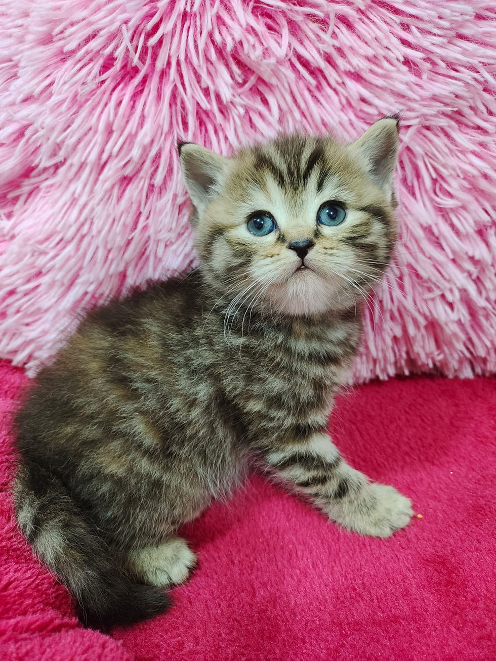 Thumbnail: Scottish Stright Kittens