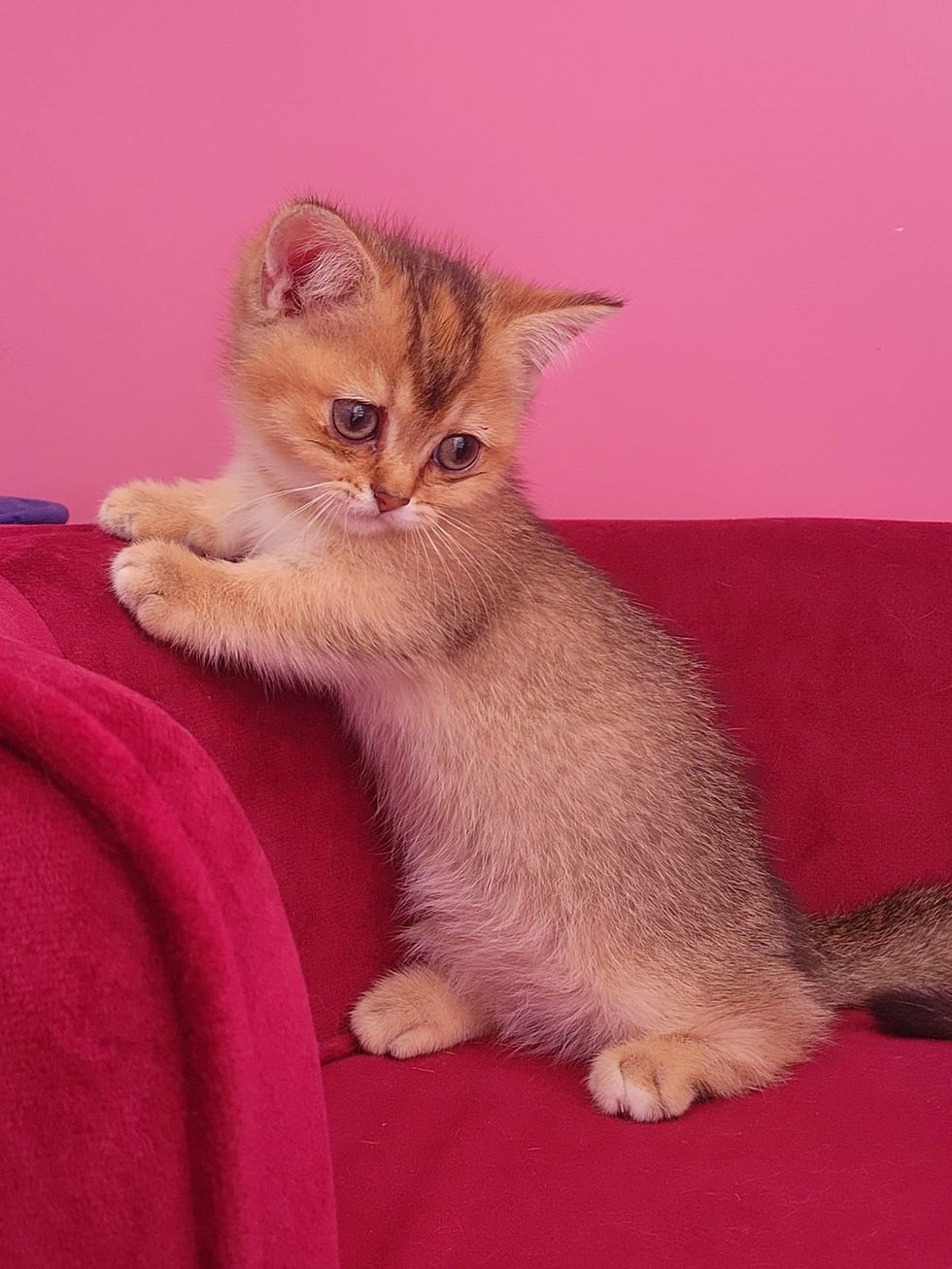 Miniature : Munchkin Kitten Golden Chinchilla Ny12      2