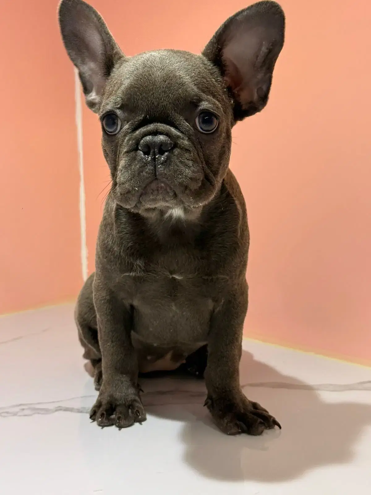 Blue french Bulldog Puppy