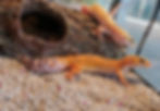Gecko