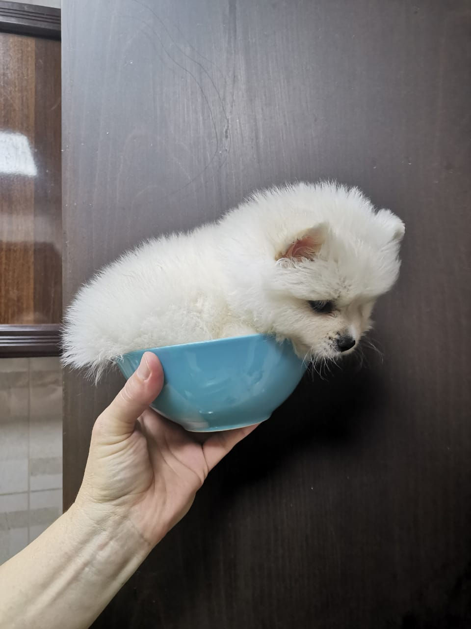 Miniature : Tea cup Pomeranian boy  5