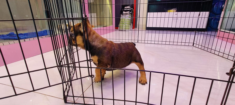 الصورة المصغرة: Blue & Tan french bulldog male  5