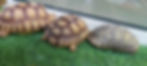 Natural Brown Sulcata Tortoise 1