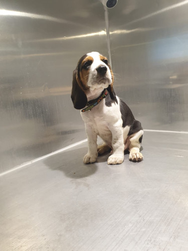 Dog Beagle Puppy Months Old Beagle 2025