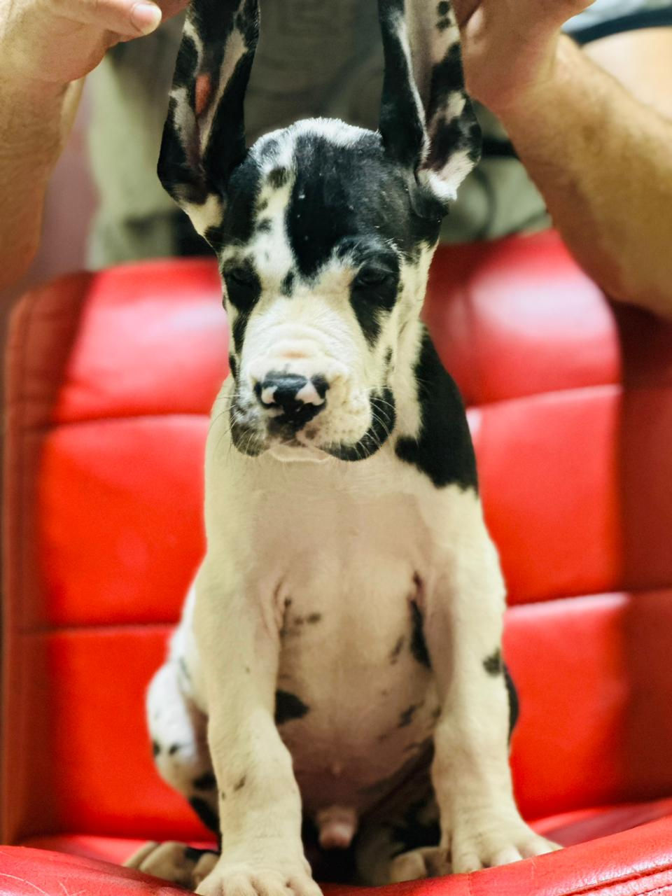 Miniatura: Greatdane Puppies 2