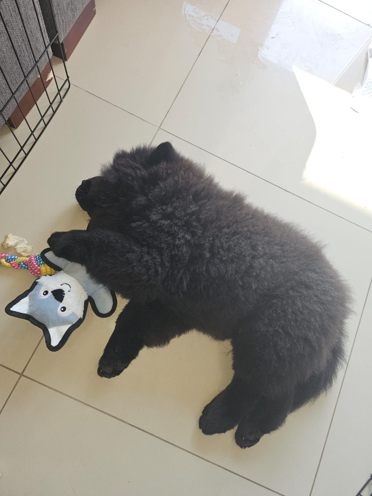 Black Chowchow Puppy