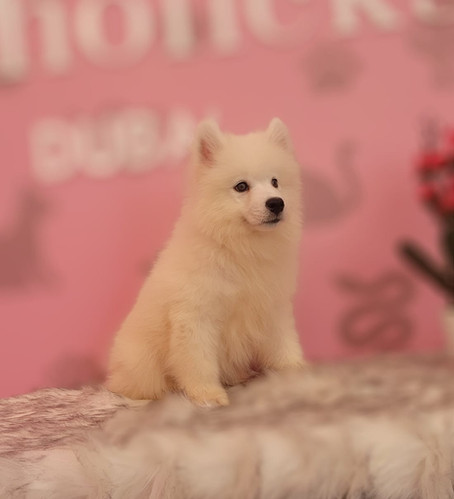 Samoyed Puppy Petholicks