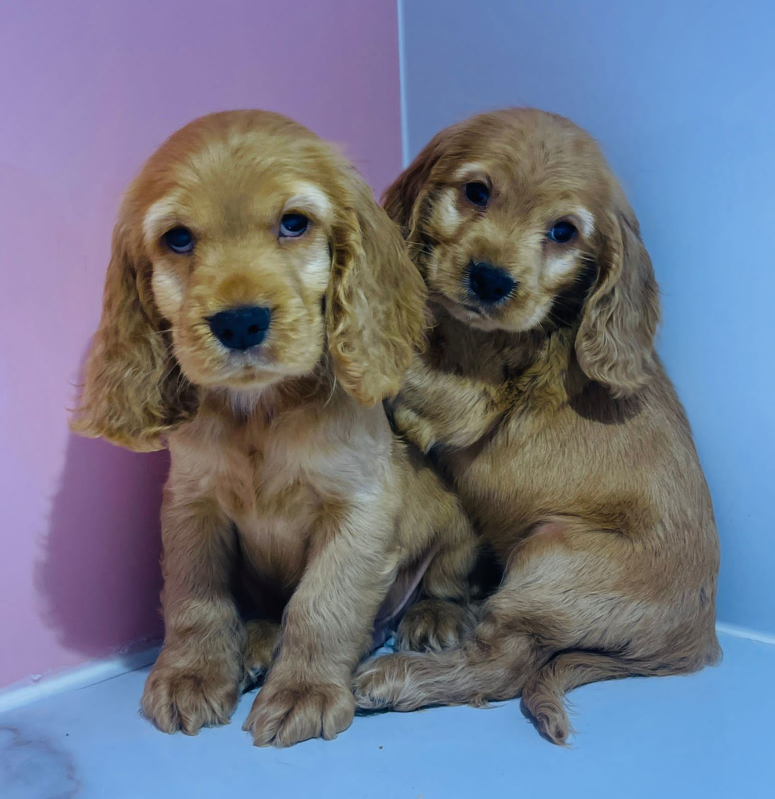 English Cockier Spaniel Pups