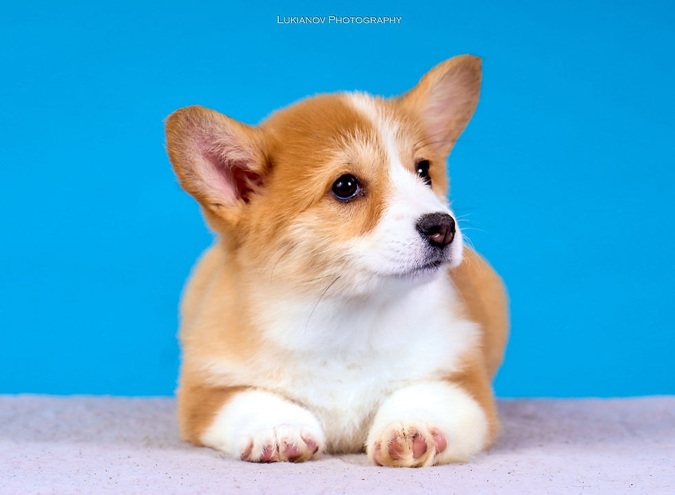Miniature : Corgi Puppies  10
