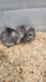 Guine pigs