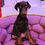 Thumbnail: Doberman puppy 3
