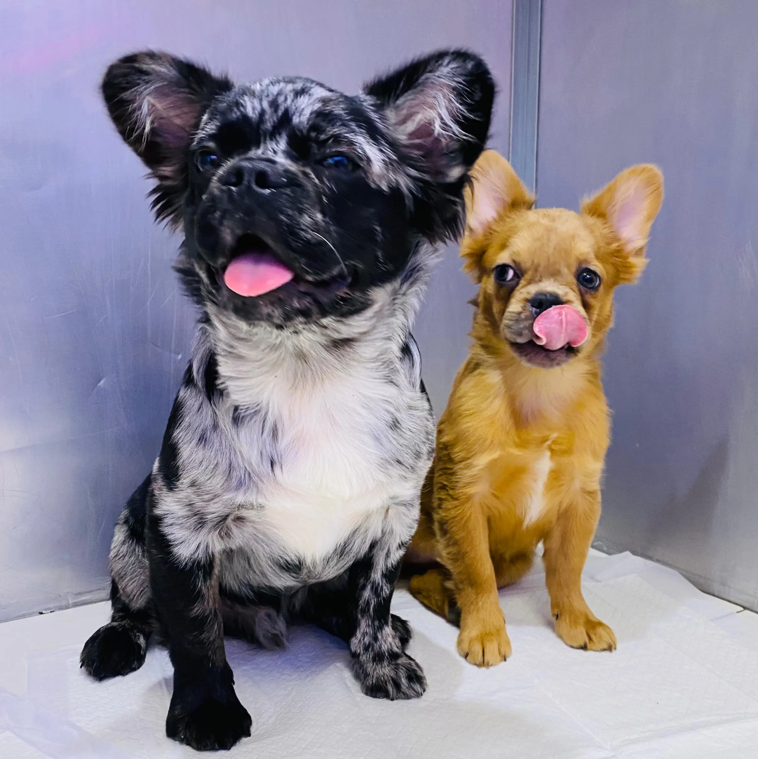 Fluffy French Bulldog Puppies 