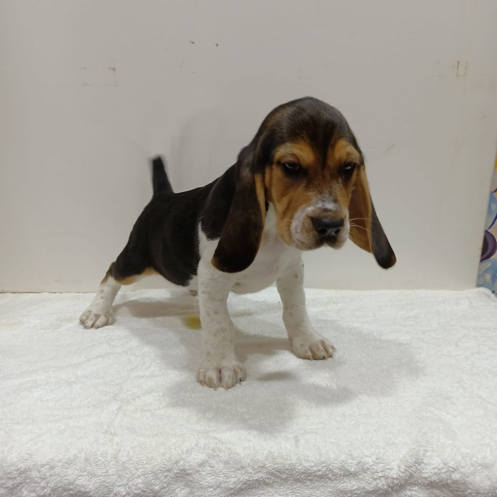 Thumbnail: Beagle Puppies Available 