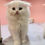 Thumbnail: Scottish fold long hair