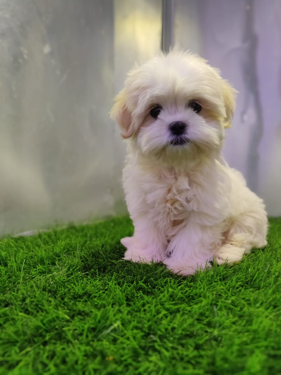 Adorable havanese female available 1