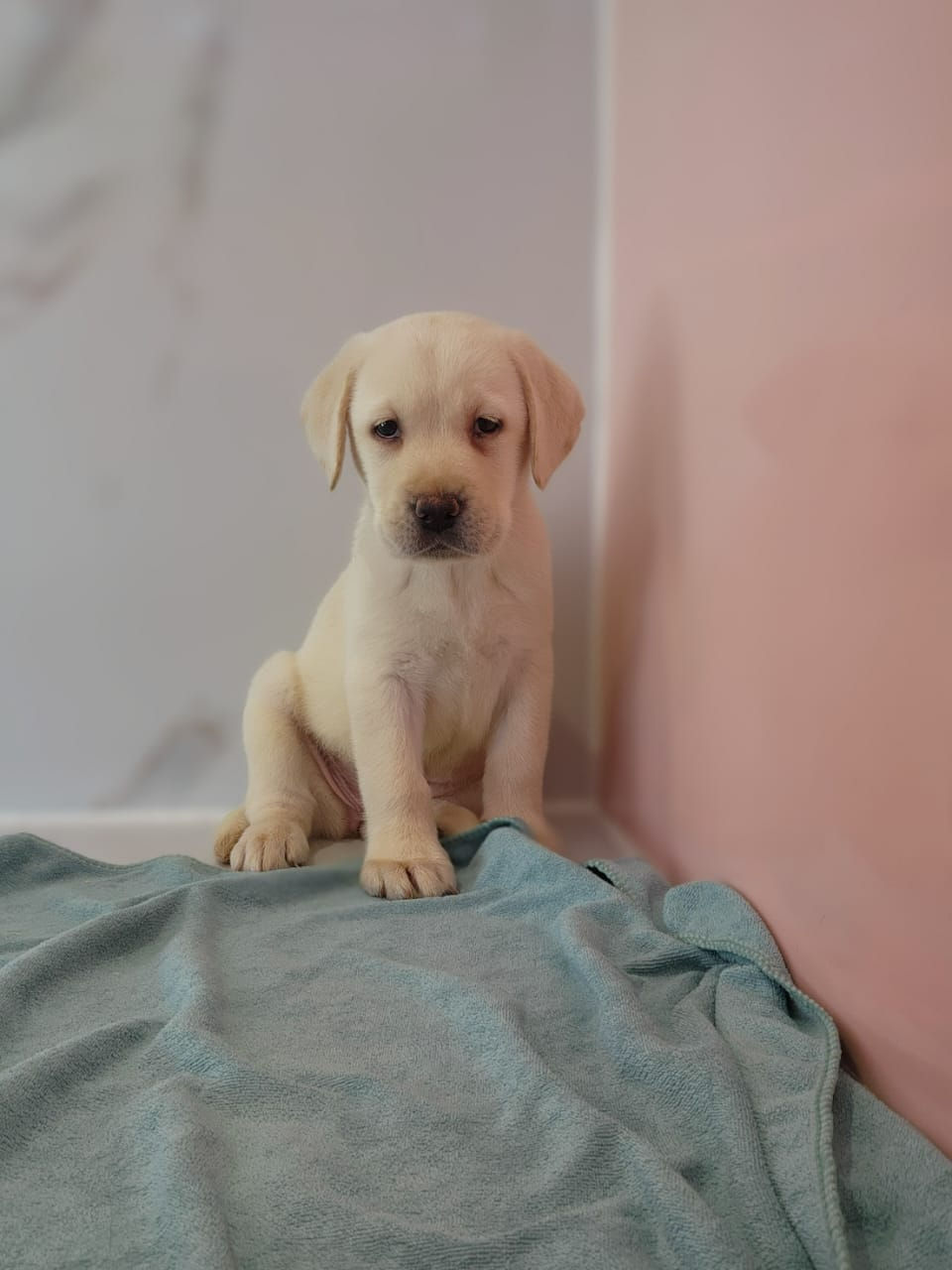 Miniature : Labrador Puppies 2