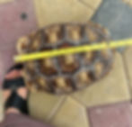 Sulcate tortoise 1