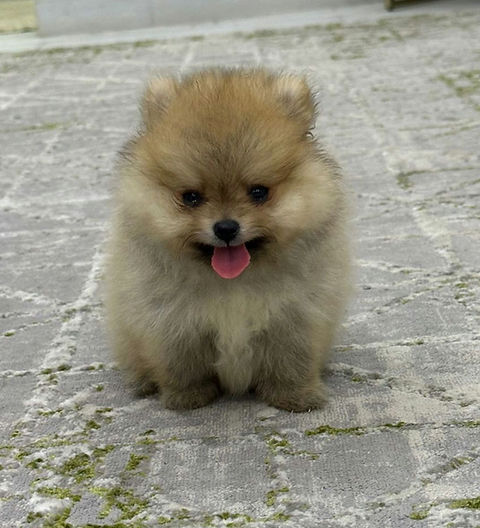 Tea Cup Pomeranian Petholicks