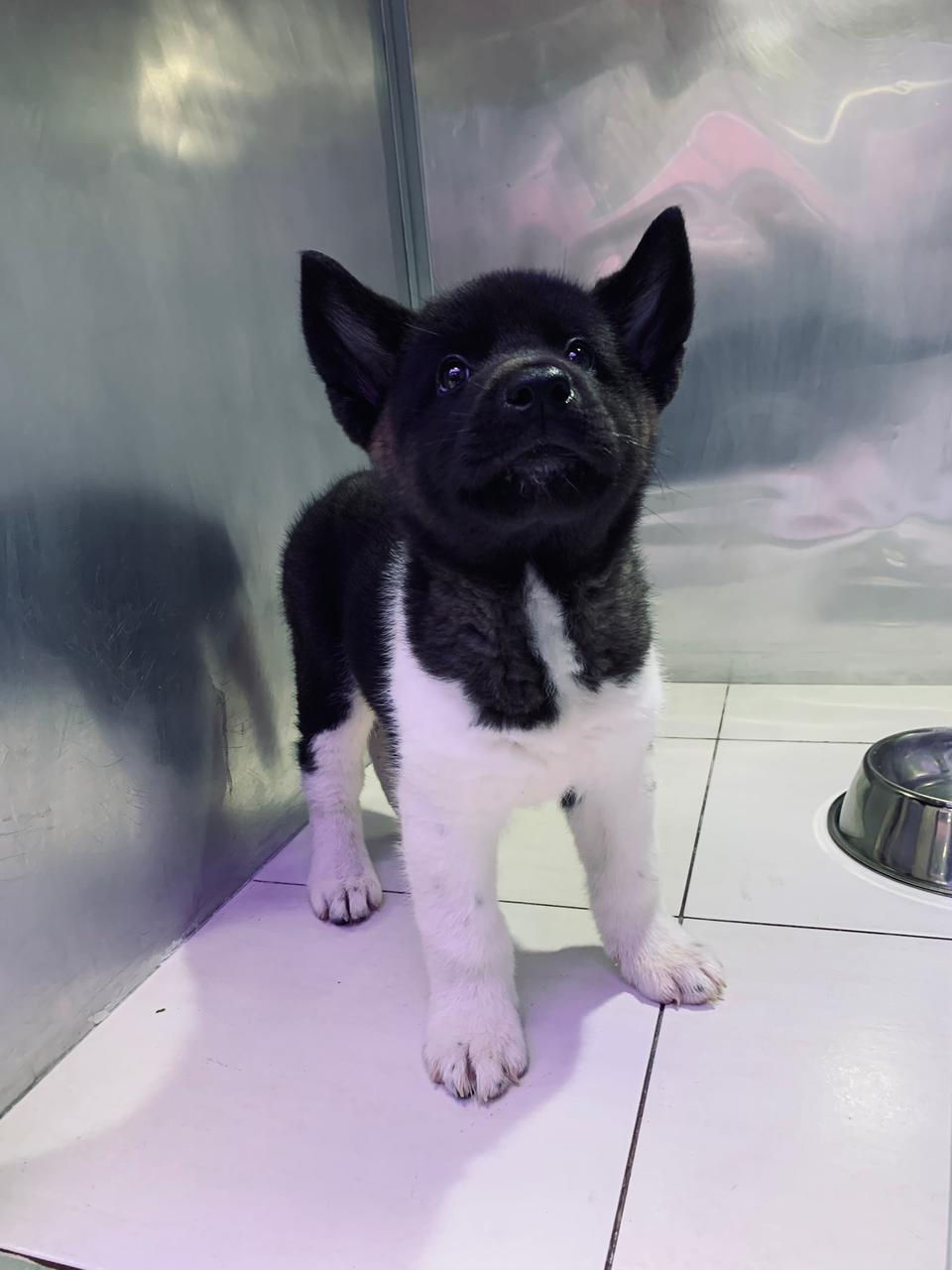 Miniature : Americian Akita Boy  10