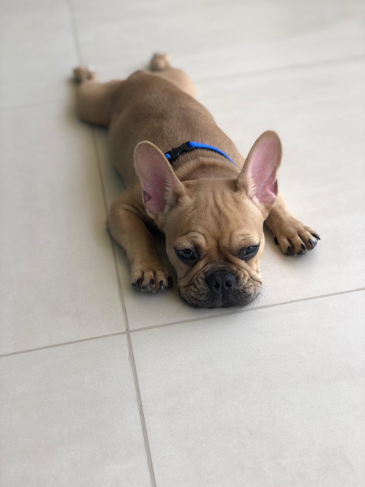 Fawn French