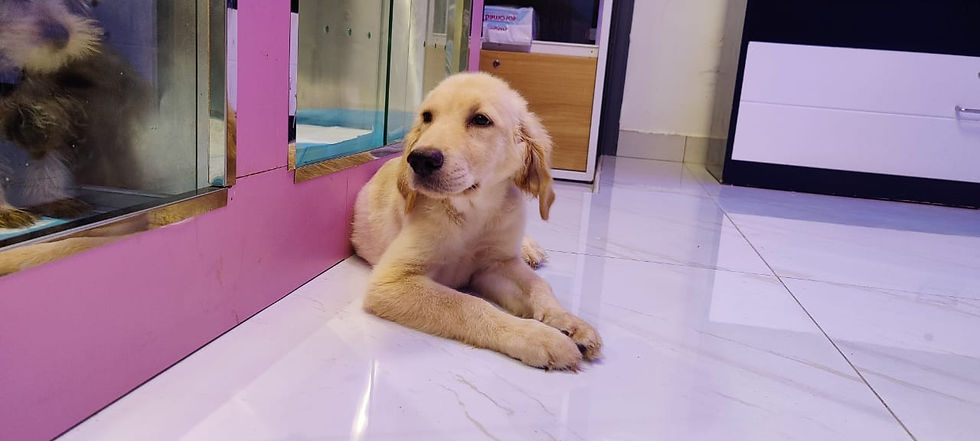 Miniature : Adorable Golden Retriever 4
