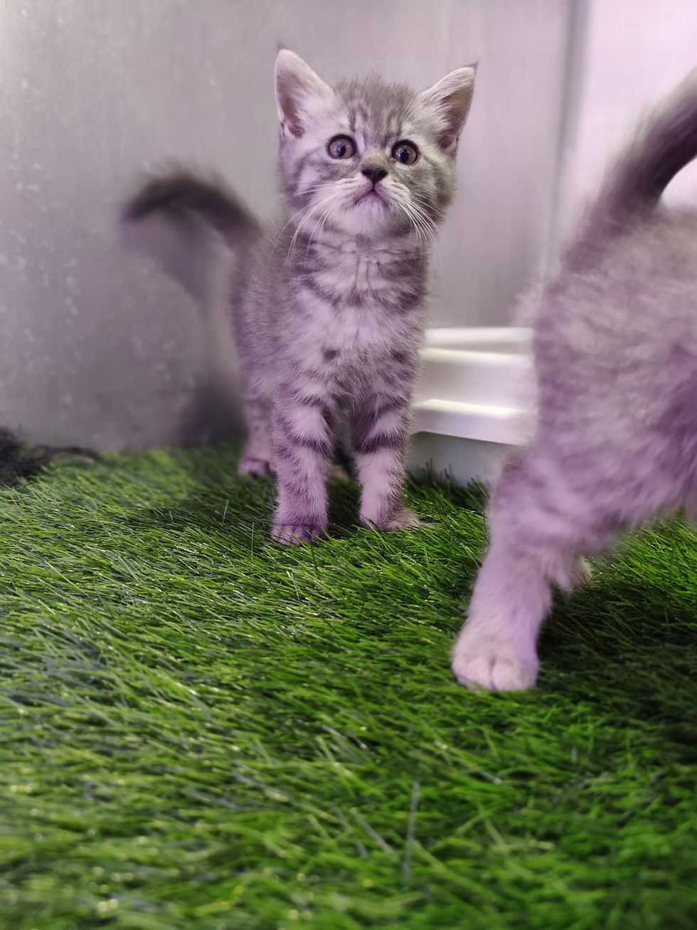 Miniatura: Grey Tabby British Shorthair Male 2