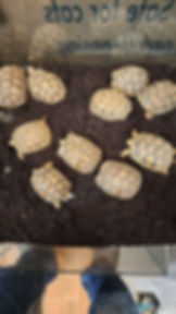 Syrian tortoise