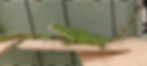 Green Iguana for Sale in Dubai