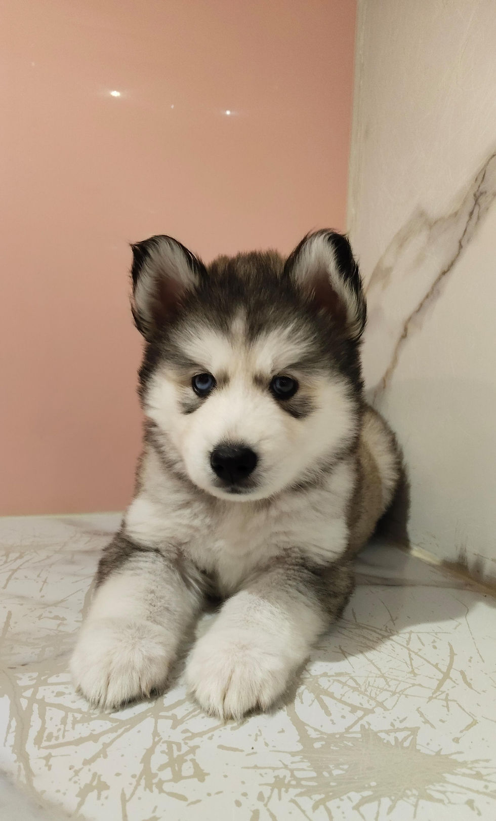 Miniature : Chiot Husky