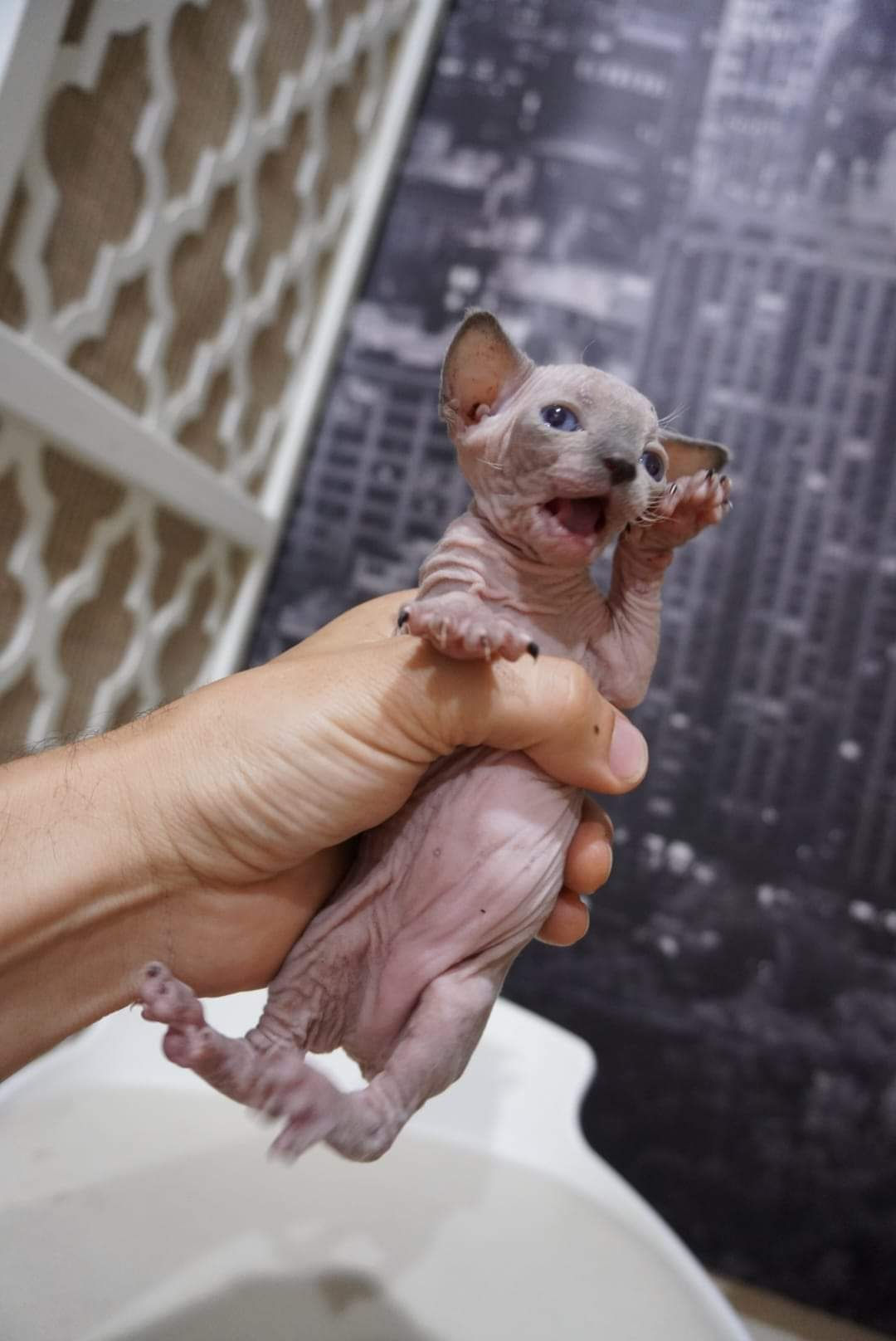 Spynx female kittens for reservation 