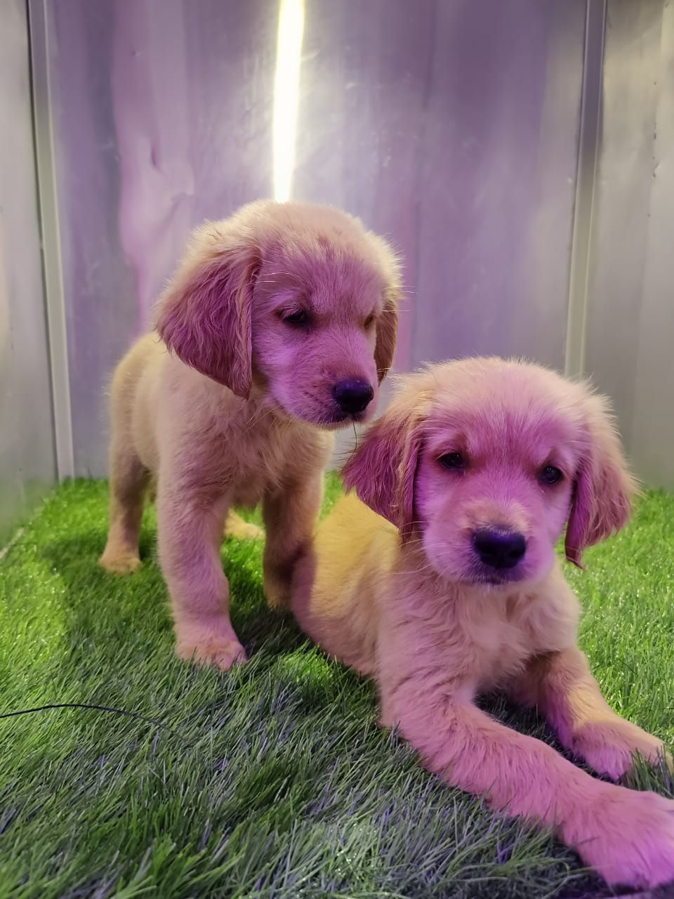 Miniature : Golden Retriever  Puppies  11