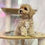 Miniature : Maltipoo Puppy