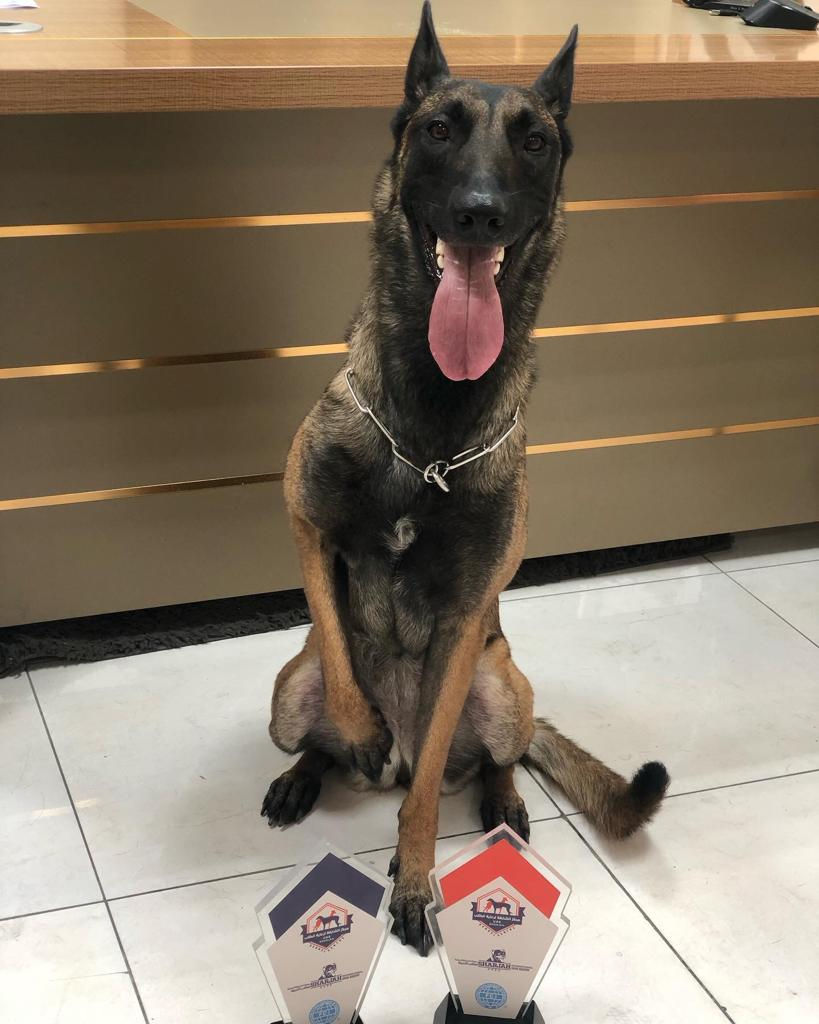 Miniature : Belgium Malinois Pups 5