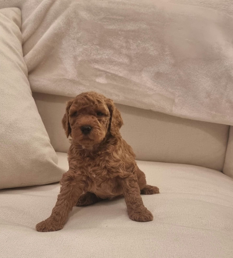 Thumbnail: Goldendoodle 