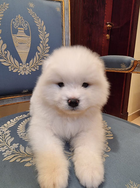 Samoyed puppies puppiesindubai