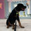 الصورة المصغرة: Rottweiler Male 