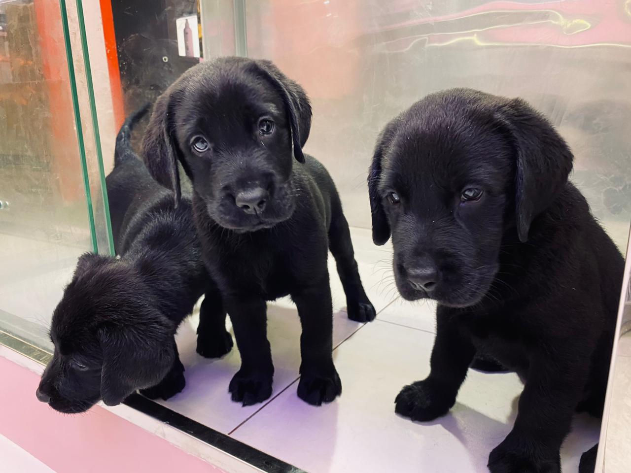 Black Labrador Pups