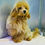 Thumbnail: Caramel Maltipoo Boy 1