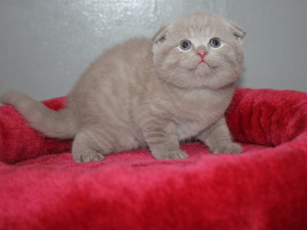 الصورة المصغرة: Grey Tabby Scottish Fold Kitten 9
