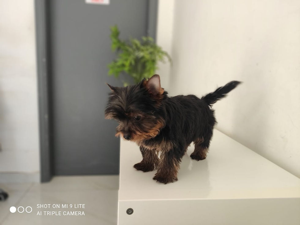 Mini yorkshire male 1