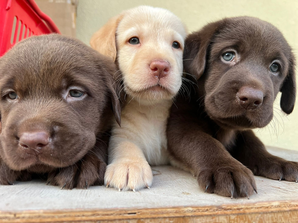 Miniature : Labrador Girls  2