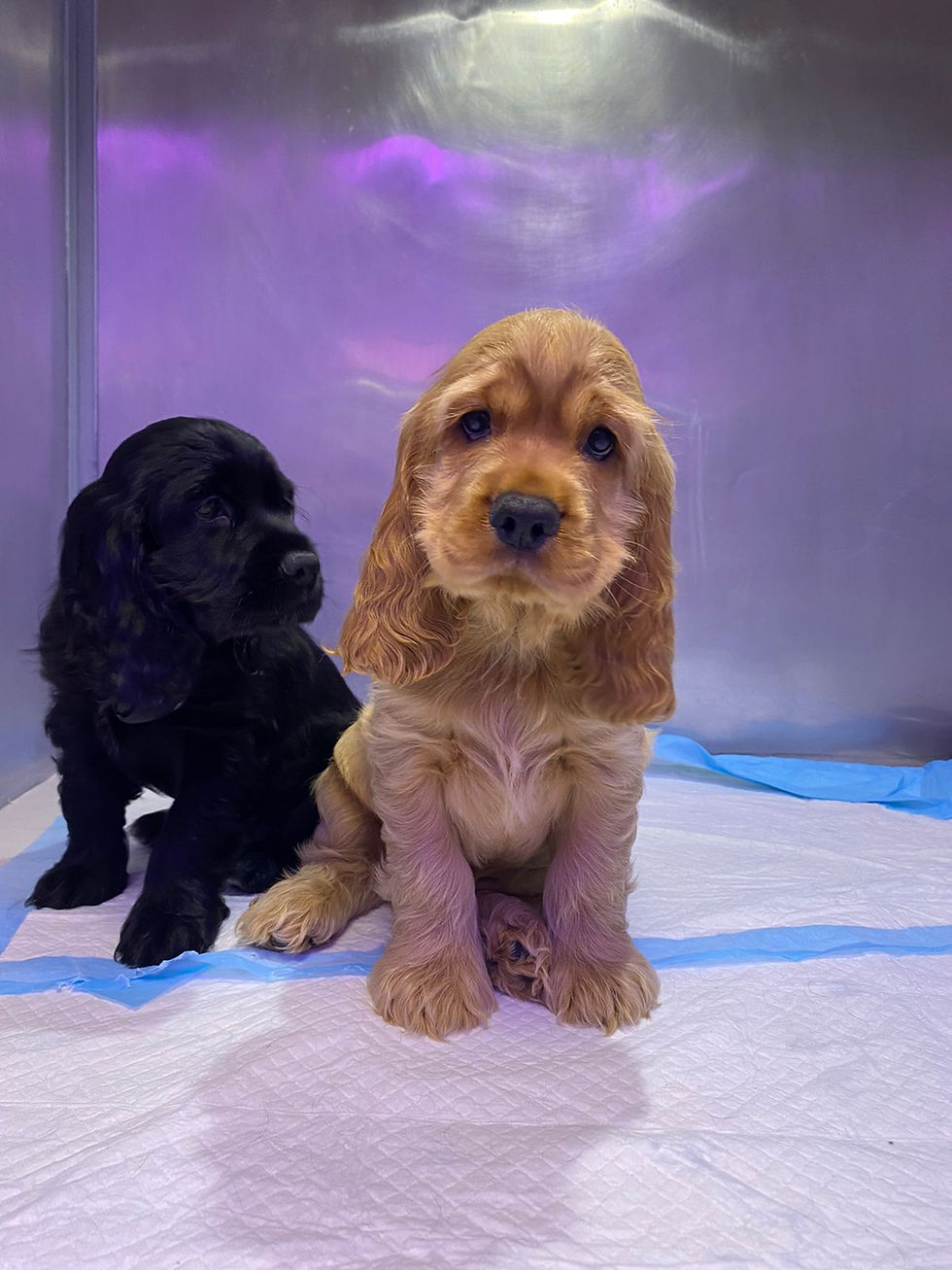 الصورة المصغرة: Black & White English Cocker Spaniel for Sale in Dubai 8