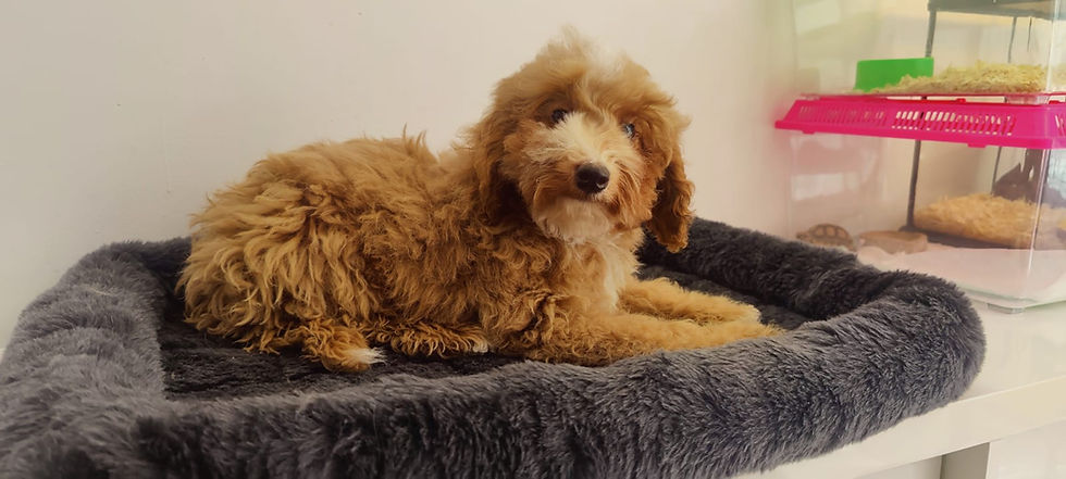 Miniature : Cocapoo Puppy 5