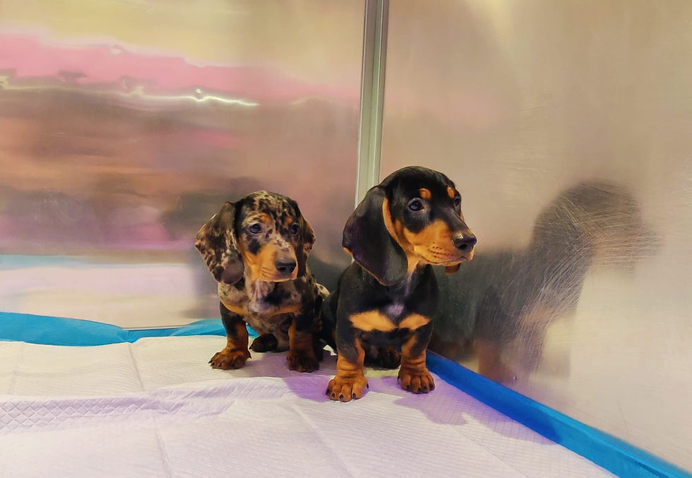 Miniature : Merle Dachshund Puppies  5