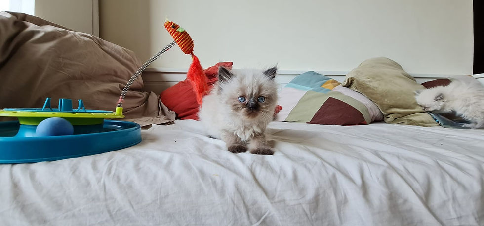 Thumbnail: Himalian kittens